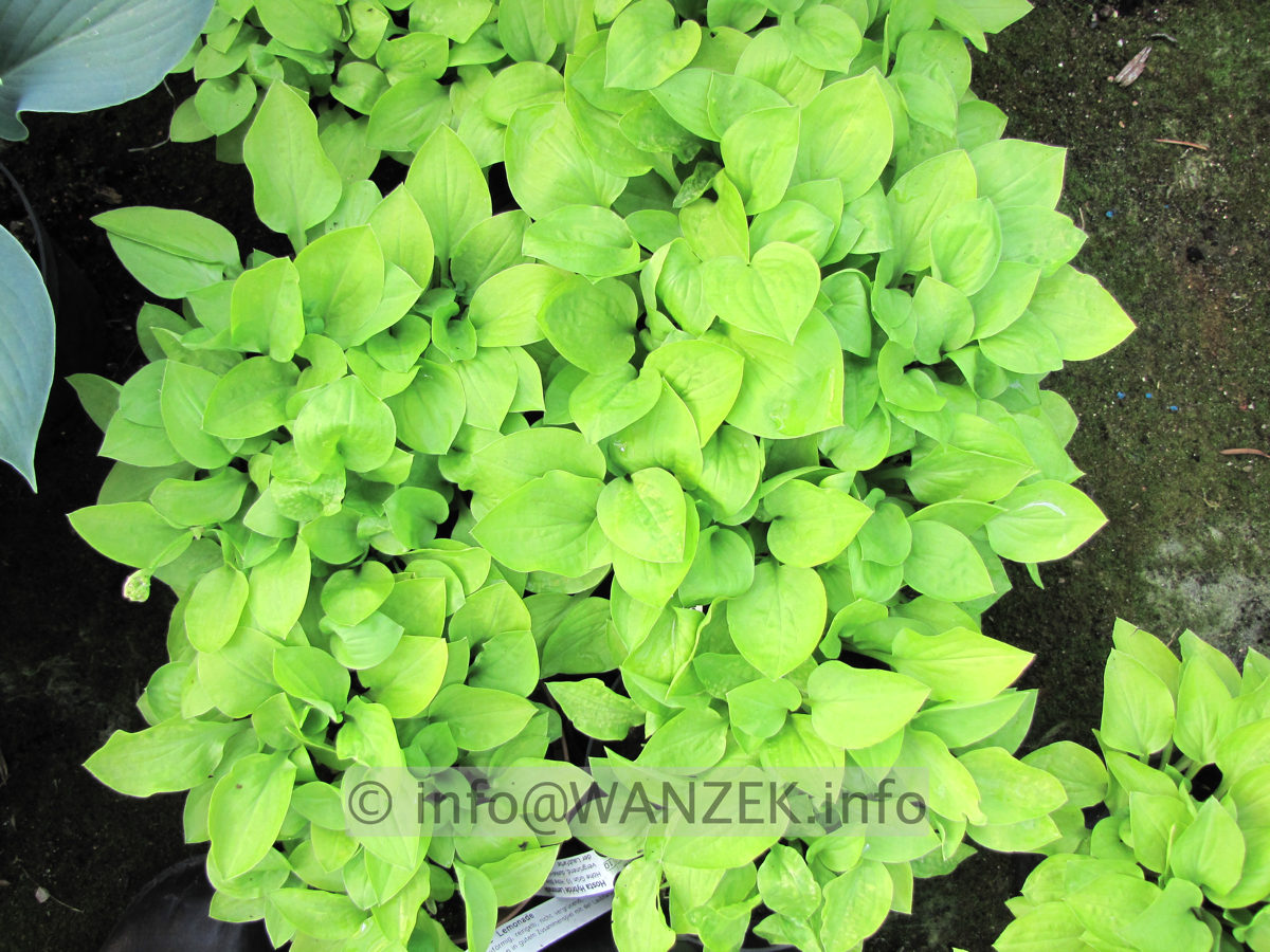 Hosta Hybride Lemonade 03.JPG